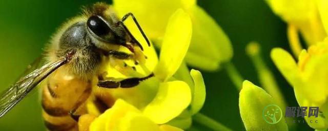 蜜蜂的介绍以及特点(蜜蜂的介绍以及特点英文)
