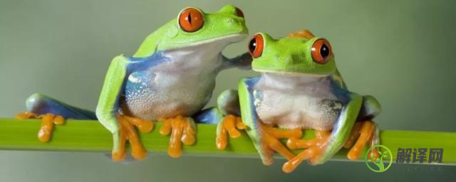 田鸡和青蛙的区别是什么(田鸡和青蛙有什么区别?)