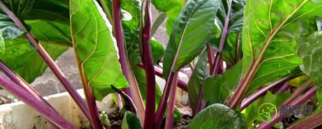 红菜苔的营养价值(红菜苔的营养价值及热量)