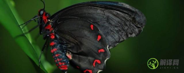 黑蝴蝶品种(黑蝴蝶的品种)