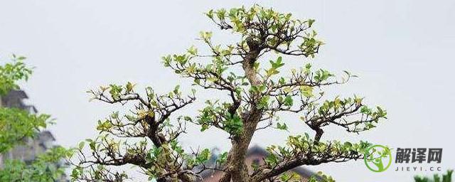 黄杨树是绝佳风水树在风水中寓意