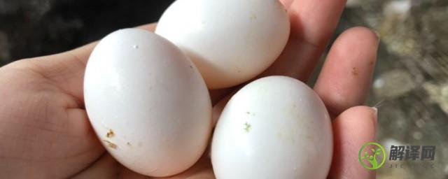 一只鸽子一个月能产多少枚蛋(一只鸽子一次能产几个蛋)