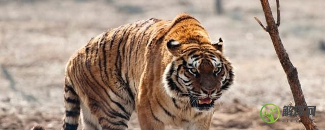 老虎的寿命一般多少年(老虎的寿命有几年?)