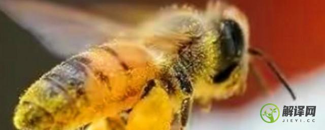 工蜂的寿命有多长(工蜂寿命为什么这么短)
