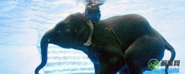 大象会游泳吗(大象会游泳吗的英语)
