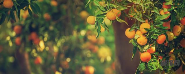 橘子是什么季节的水果(橘子是秋季的水果吗)