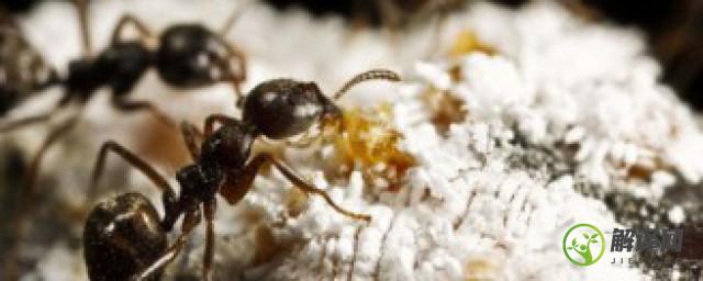 如何培养蚂蚁(如何培养蚂蚁基地)