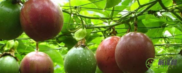 百香果籽的播种方法和种植技巧
