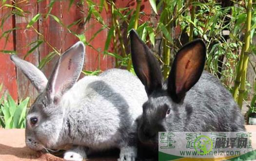 金吉拉兔的养殖环境应该是怎样的？(金吉拉兔子是什么品种)