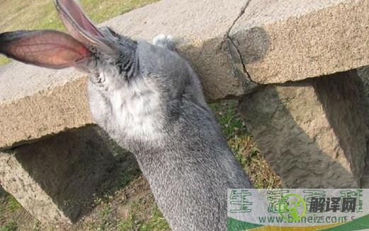 金吉拉兔的产地,金吉拉兔有哪些品种？(金吉拉兔毛色)